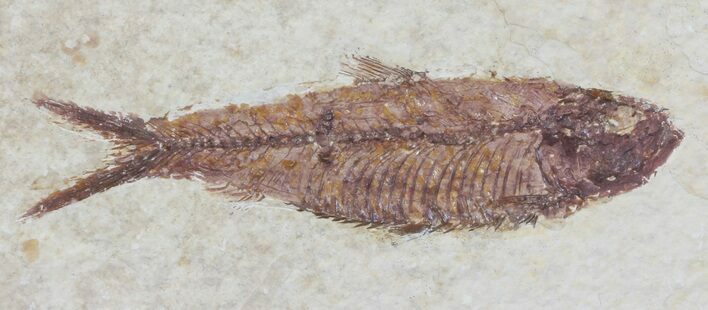 Knightia Fossil Fish - Wyoming #60862